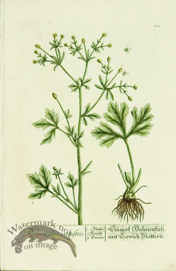 Blackwell German 125